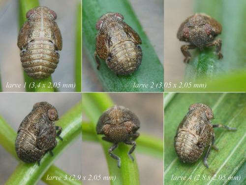 Réf. 224 760 : Hysteropterum dolichotum